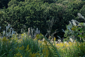 日本の初秋の風景