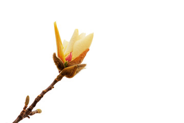 Magnolia flower in a white background