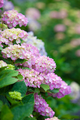 Obraz premium 紫陽花