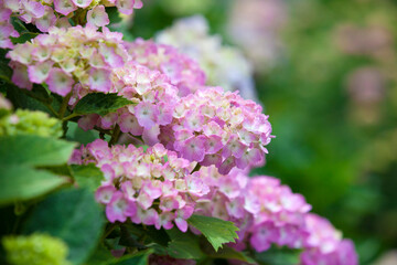 Fototapeta premium 紫陽花