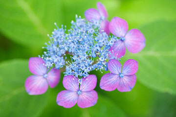 額紫陽花(羽衣の舞)