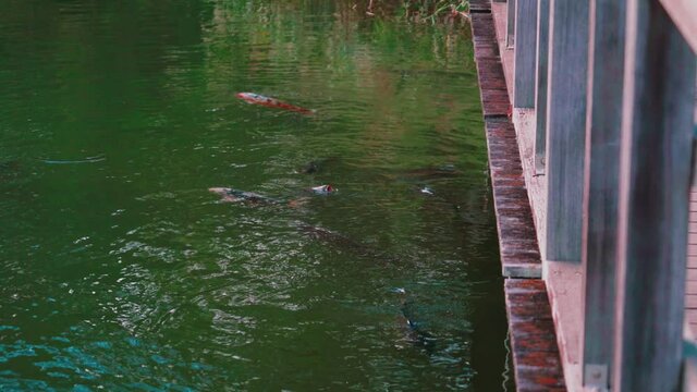 Koi Fish Swimming In The Pond Under The Wooden Boardwalk In Senzokuike Park In Tokyo, Japan. - wide shot