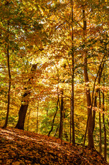 Fall colors on trees on a hillside in Frick Park in Pittsburgh, Pennsylvania, USA on a sunny autumn day
