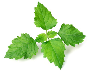 fresh Patchouli (Pogostemon cablin) leaves isolated on the white background