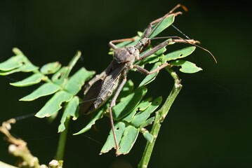 Isyndus obscurus / Hemiptera Reduriidae insect.
