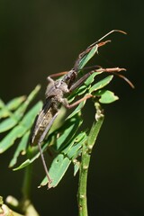 Isyndus obscurus / Hemiptera Reduriidae insect.