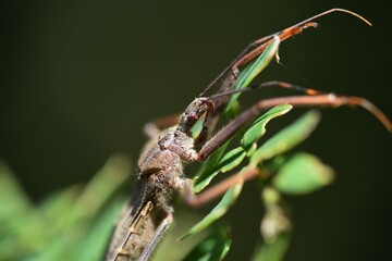 Isyndus obscurus / Hemiptera Reduriidae insect.