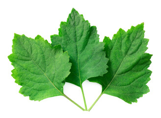 fresh Patchouli (Pogostemon cablin) leaves isolated on the white background, top view