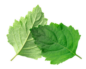 fresh Patchouli (Pogostemon cablin) leaves isolated on the white background, top view