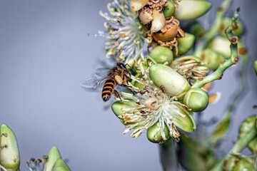 Palm blossoms are blooming and the bees are overrun