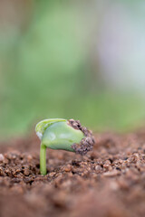 Young shoots growing in the soil in spring