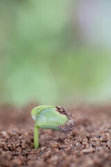 Young shoots growing in the soil in spring