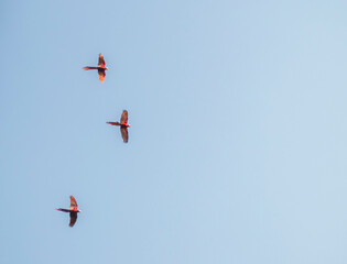 Macaws flying