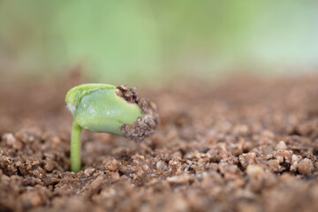 Young shoots growing in the soil in spring