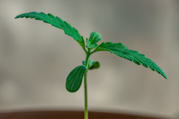Macro of Cannabis seedling looking healthy landscape