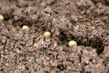 Seeds sown in the soil in spring