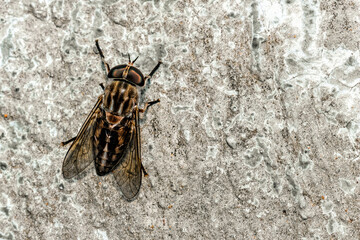 close-up of flies stick to the wall