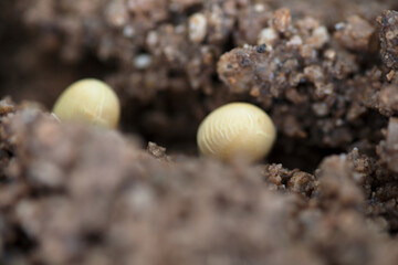 Soybeans grown in the soil