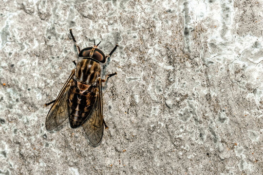 close-up of flies stick to the wall