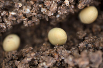 Soybean seeds sown in the soil in spring