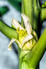 close-up of papaya flowers bloom very beautifully