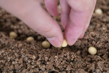 Holding a soybean and planting it in the soil