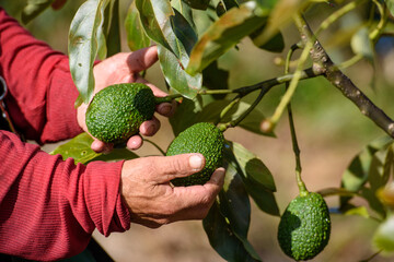 person picking up an avocado has
