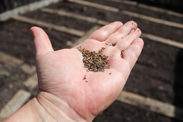 Closeup of carrot seeds on a hand with a garden in the background