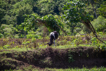 vaca en el campo,  terreno verde, campo y naturaleza