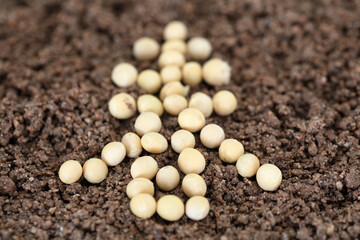 The Chinese character spring made of soybean grains on the soil