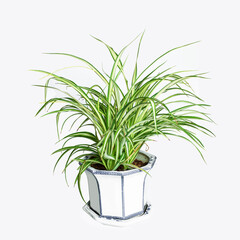 The beautiful spider plant grows in flowerpots