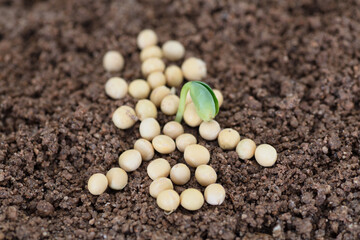 The Chinese characters spring and the sprouts of soybeans on the soil