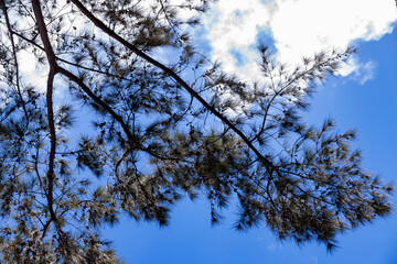 branches against sky