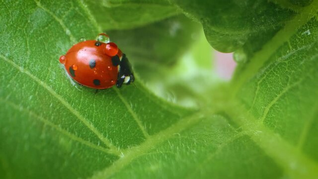Red ladybug sitting on leaf against nature background.