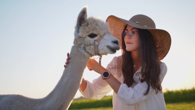 Beautiful Young Caucasian Woman With Alpaca In The Country Close Up. Beauty Summer Weather Sunset or Sunrise Golden Hour Slow Motion