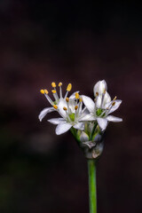 close-up of Chives in bloom look very beautiful