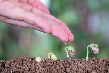 Water the plants that grow along the way with one hand