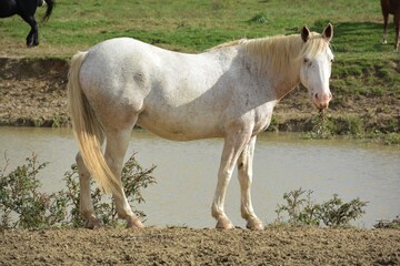 A white horses on a farm at the water hole
