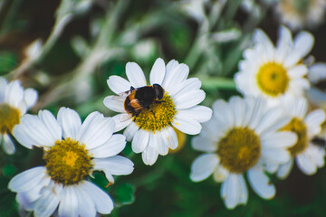 マーガレットの蜜を吸う虫