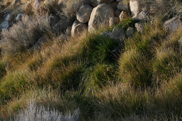 grass and rocks