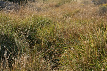 grass in the sand