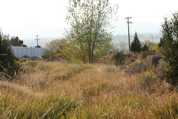 real telephone poles