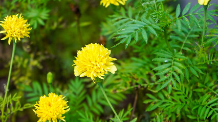 Obraz premium Marigold flowers in a flower garden