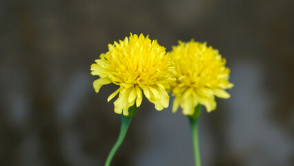 Marigold flowers in a flower garden