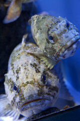 シマソイとカサゴ