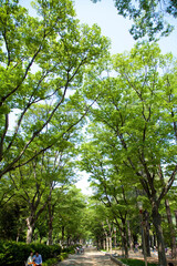 Fototapeta premium 新緑の靭公園
