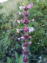 flowers in the Meadows