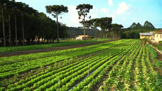 Family farming of organic lettuce plantation