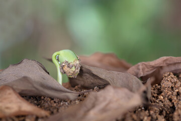 Buds emerging from dead leaves after the beginning of spring