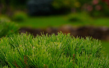 Blur Landscape in the garden. Young pine-tree and garden path. The concept of landscaping design. Soft focus image. Topiary.